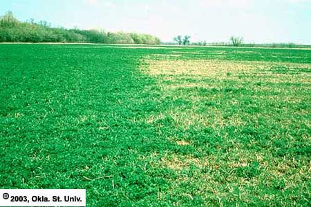 Aphid Resistance 