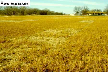 Thinning Oklahoma Common 