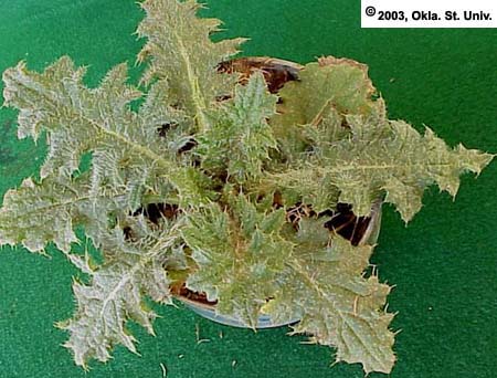 Bull Thistle