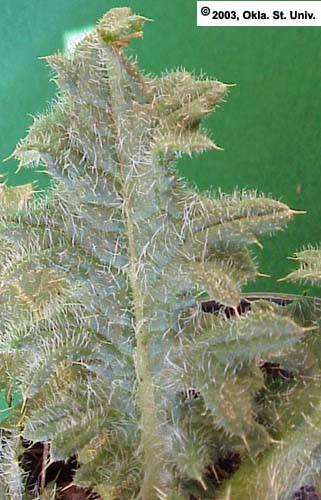 Bull Thistle