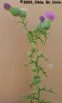 bullthistle-09.jpg (57020 bytes)