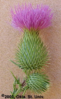 bullthistle-10.jpg (68449 bytes)