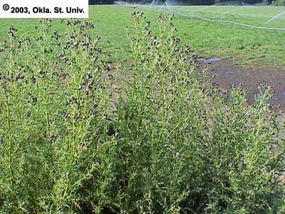 Canada Thistle