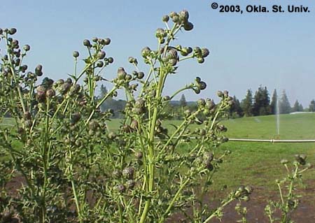 Canada Thistle