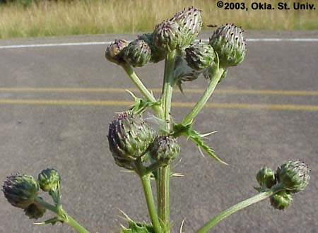 Canada Thistle
