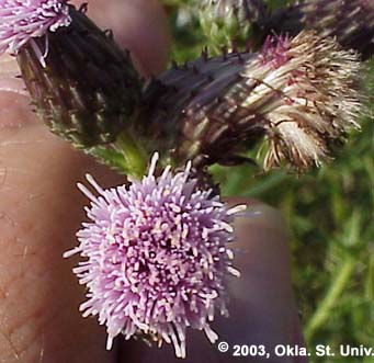 Canada Thistle