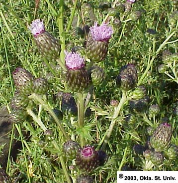 Canada Thistle
