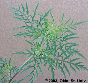 comragweed-13.jpg (67775 bytes)
