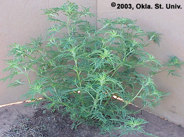 comragweed-16.jpg (66802 bytes)