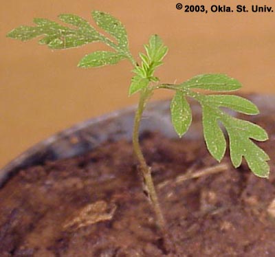 Common Ragweed