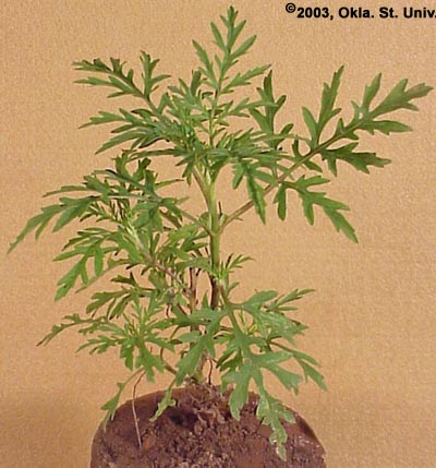 Common Ragweed