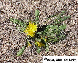 Dandelion