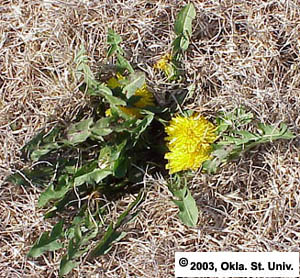 Dandelion