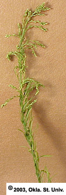 horseweed-06.jpg (58522 bytes)