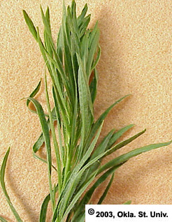 horseweed-08.jpg (67382 bytes)
