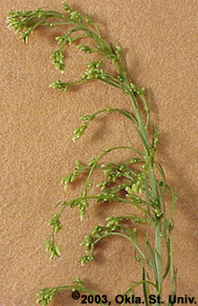 horseweed-09.jpg (68555 bytes)