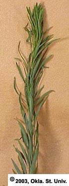 horseweed-15.jpg (22497 bytes)