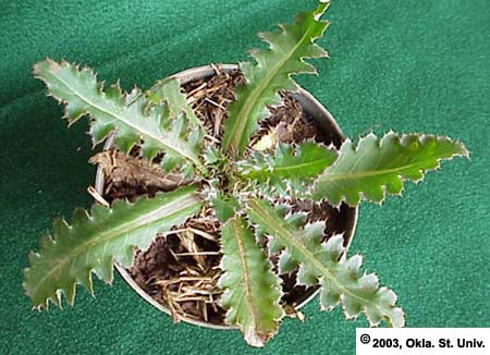 Musk-thistle