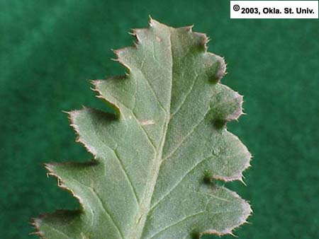 Musk-thistle