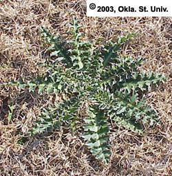 Musk-thistle