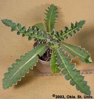 Musk-thistle