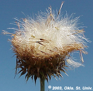 muskthistle-23.jpg (52381 bytes)