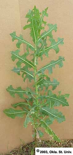 Prickly Lettuce