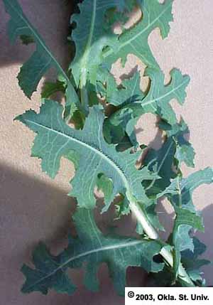 Prickly Lettuce