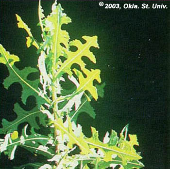 Prickly Lettuce