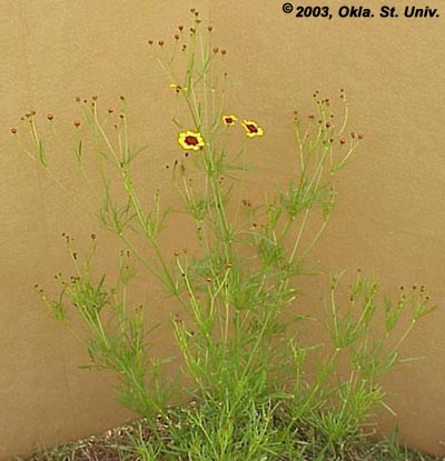 Plains Coreopsis