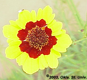 Plains Coreopsis