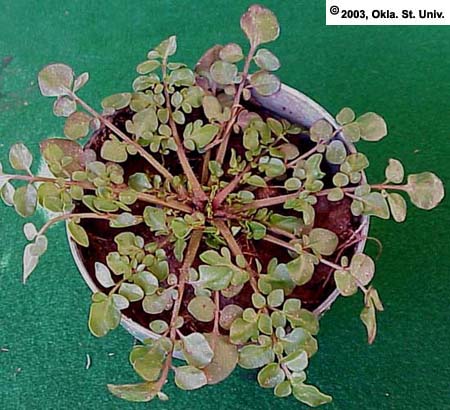 Plains-coreopsis