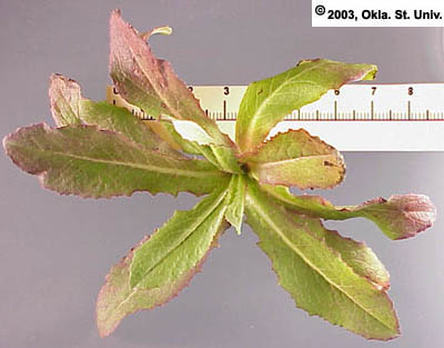 Prickly Lettuce