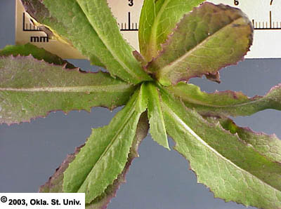 Prickly Lettuce
