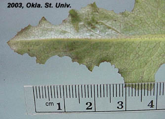 Prickly Lettuce