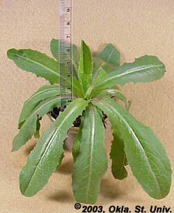 Prickly Lettuce