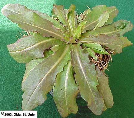 Prickly Lettuce