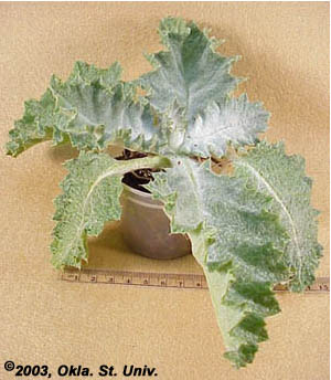 Scotch Thistle
