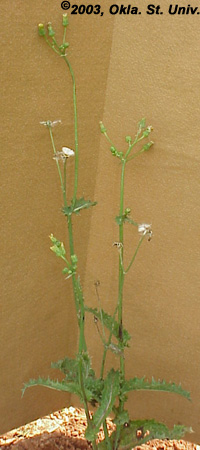 Spiny Sowthistle