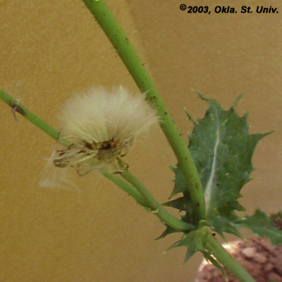 Spiny Sowthistle