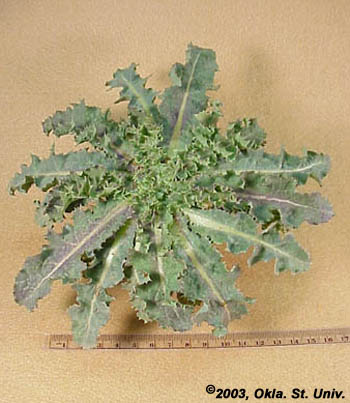 Spingy Sowthistle