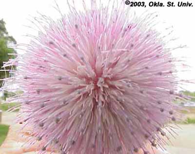 Musk Thistle