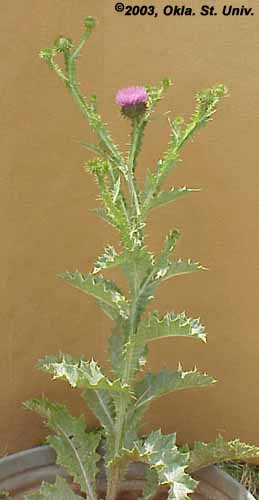 Scotch Thistle