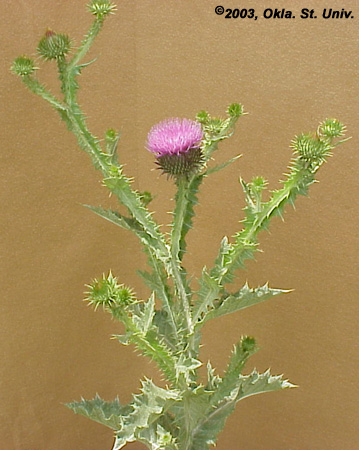 Scotch Thistle