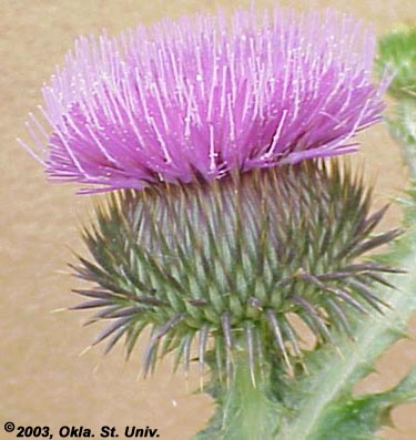 Scotch Thistle