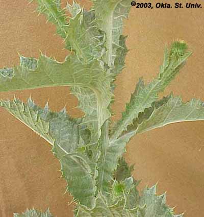 Scotch Thistle