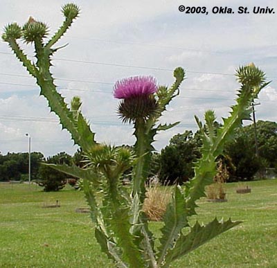 Scotch Thistle
