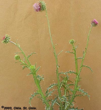 Musk Thistle