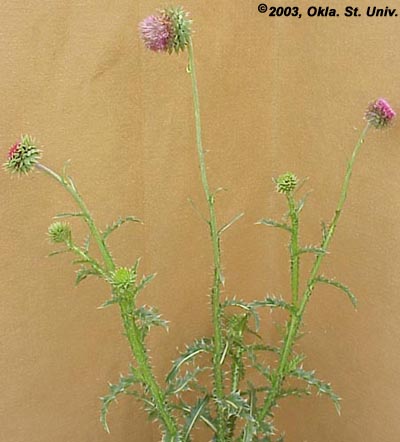 Musk Thistle