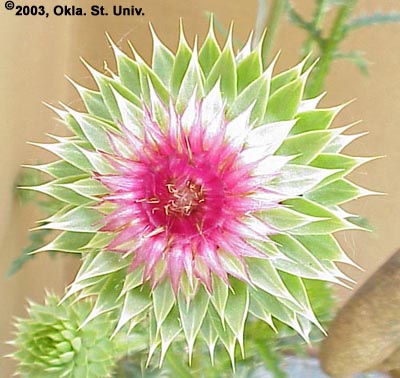 Musk Thistle